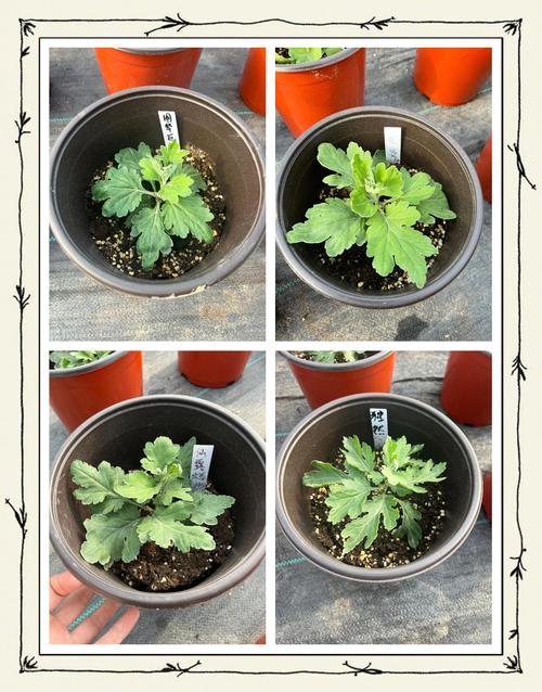 菊花盆栽怎么养？日常管理要注意什么？-第1张图片-吾爱花网