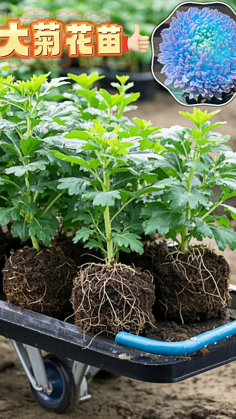 菊花盆栽怎么养？日常管理要注意什么？-第2张图片-吾爱花网