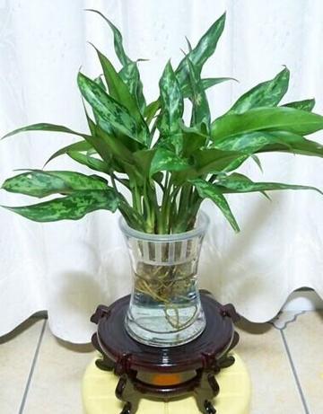 黑美人盆栽怎么养才好？-第3张图片-吾爱花网