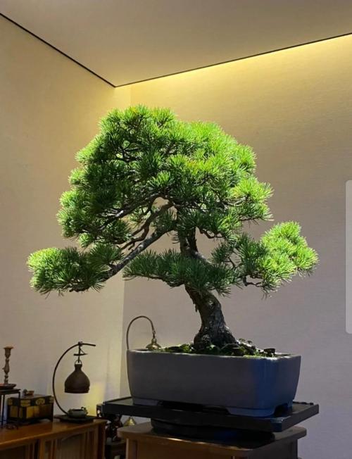 日本盆栽根部养护的关键是什么？-第3张图片-吾爱花网