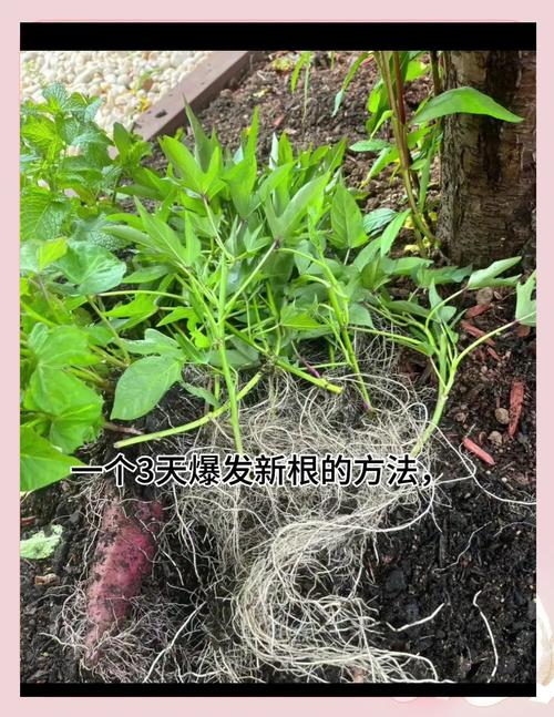 日本盆栽根部养护的关键是什么？-第1张图片-吾爱花网