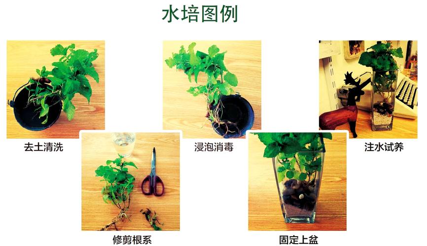 植物水培实践具体指什么？-第3张图片-吾爱花网