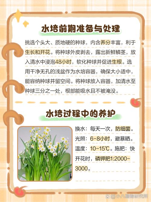 植物水培实践具体指什么？-第1张图片-吾爱花网