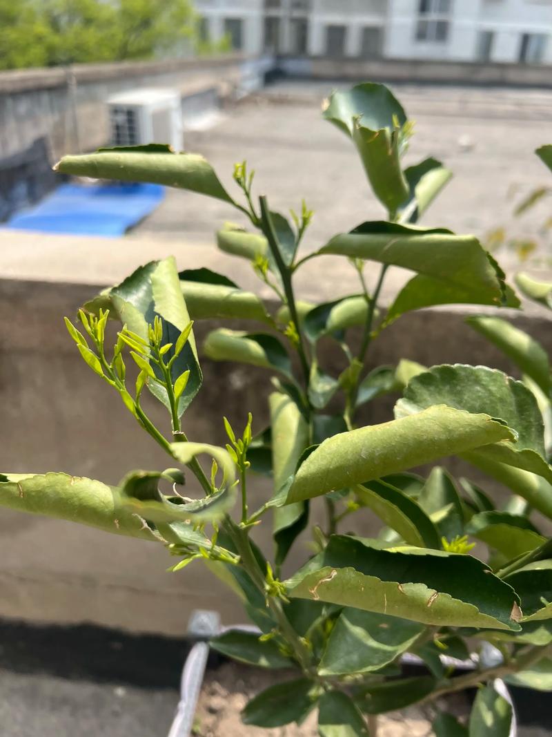 柑橘树盆栽春季不发芽怎么办？-第1张图片-吾爱花网