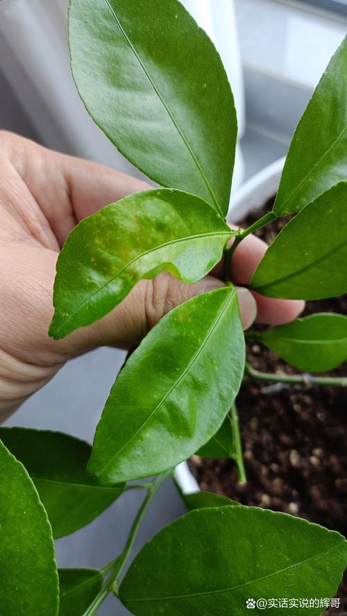 柑橘树盆栽春季不发芽怎么办？-第2张图片-吾爱花网