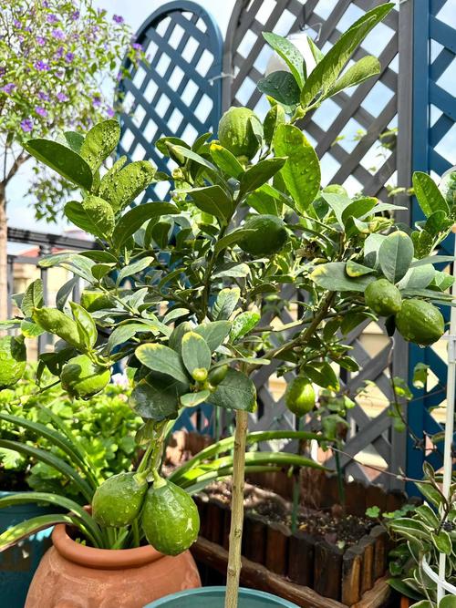 柑橘树盆栽春季不发芽怎么办？-第3张图片-吾爱花网