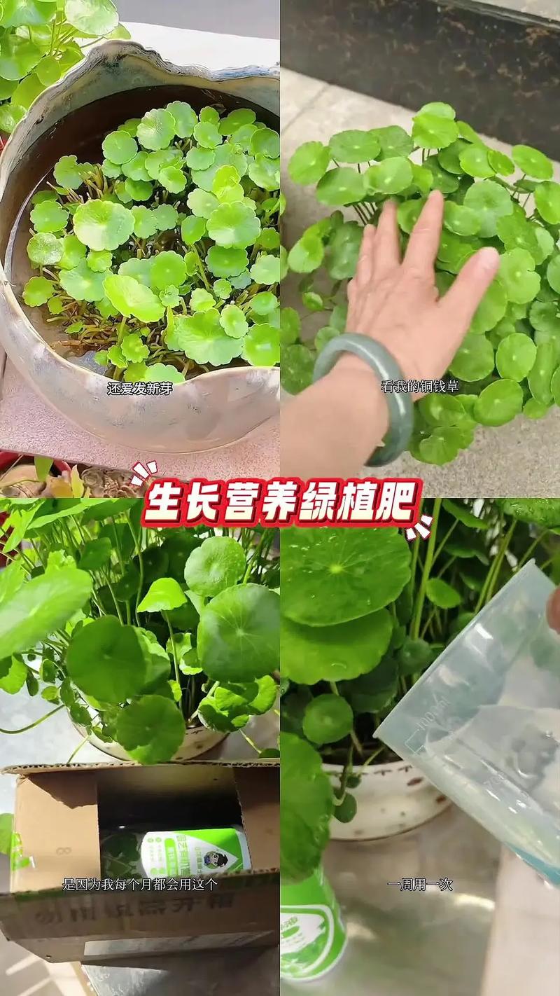 水培植物该加哪种肥料？-第2张图片-吾爱花网