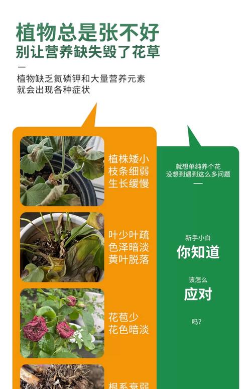 水培植物该加哪种肥料？-第3张图片-吾爱花网