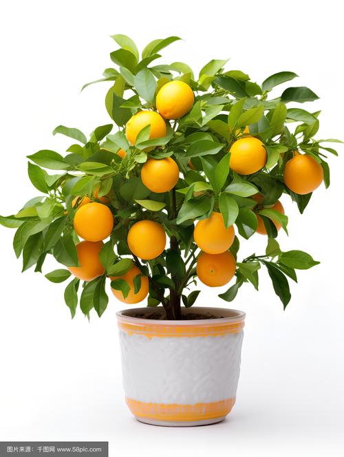 年前适合种哪些盆栽水果？-第2张图片-吾爱花网