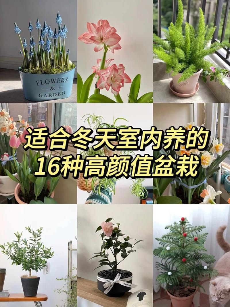 冬天小盆栽怎么养？图片教程看这里-第1张图片-吾爱花网