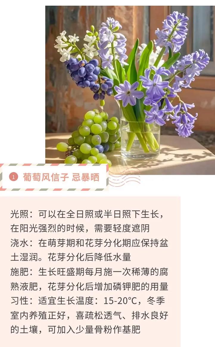 冬天小盆栽怎么养？图片教程看这里-第2张图片-吾爱花网