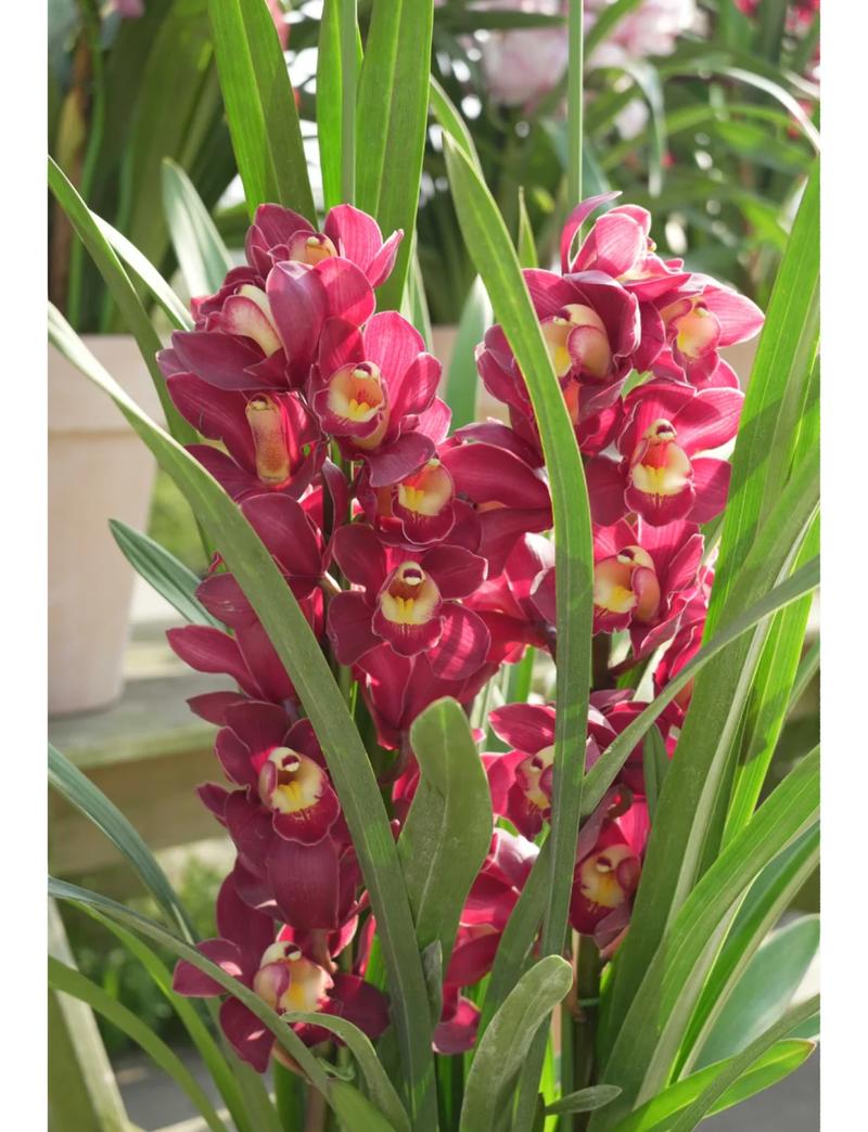 大棵蕙兰选盆，大小材质咋定？-第3张图片-吾爱花网