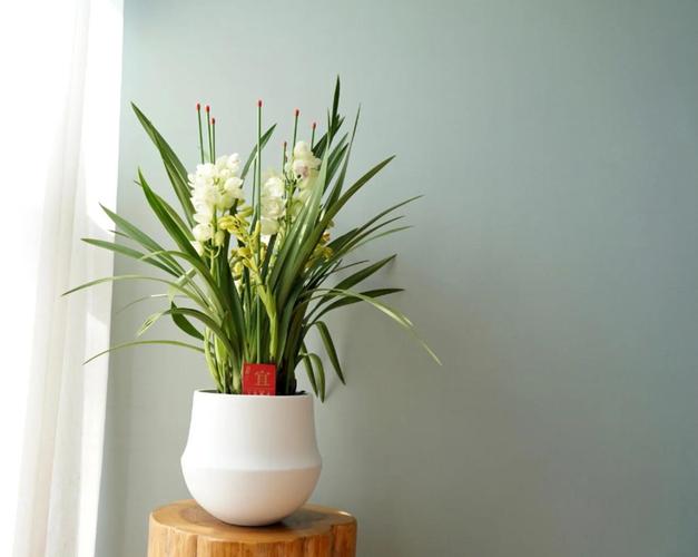 大棵蕙兰选盆，大小材质咋定？-第2张图片-吾爱花网