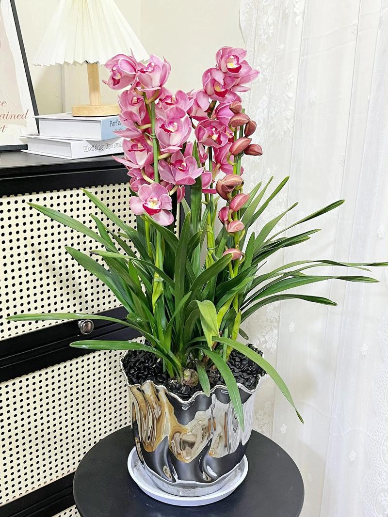 大棵蕙兰选盆，大小材质咋定？-第1张图片-吾爱花网