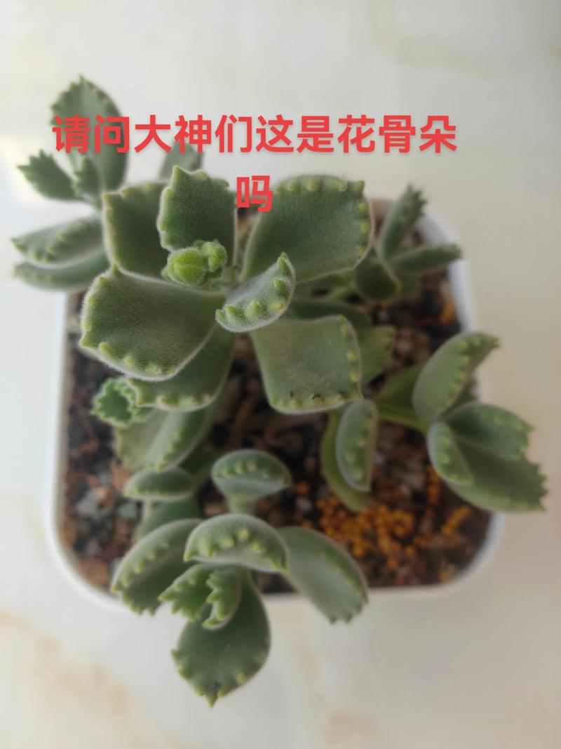 熊童子会开花吗？开花啥样？-第1张图片-吾爱花网