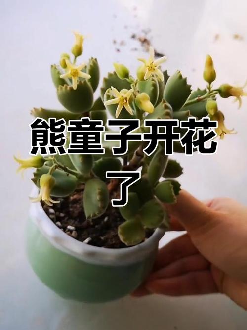 熊童子会开花吗？开花啥样？-第2张图片-吾爱花网