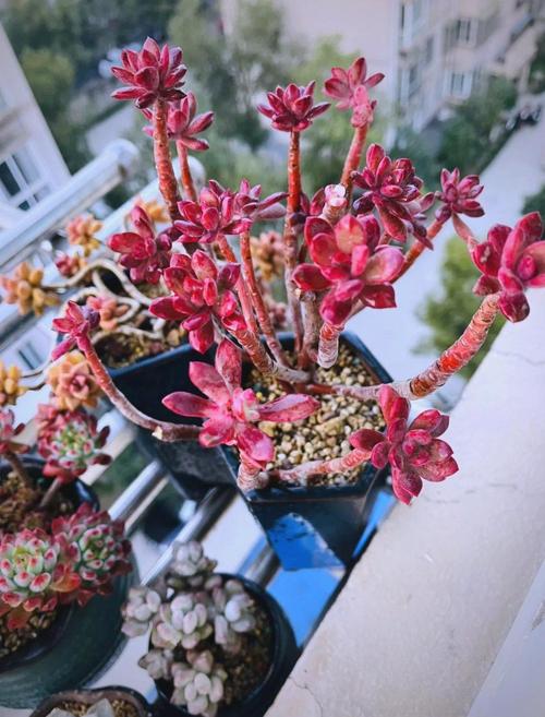 红稚莲多肉怎么繁殖最简单？-第1张图片-吾爱花网