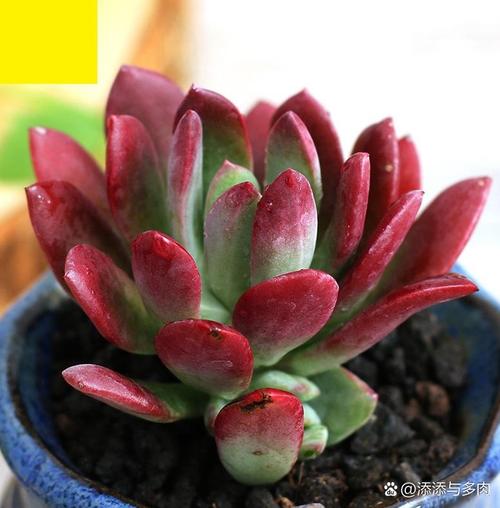 红稚莲多肉怎么繁殖最简单？-第2张图片-吾爱花网
