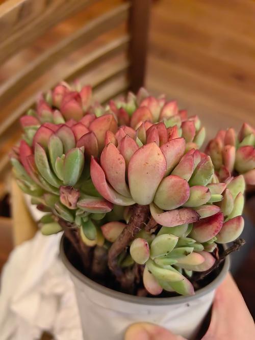 红稚莲多肉怎么繁殖最简单？-第3张图片-吾爱花网