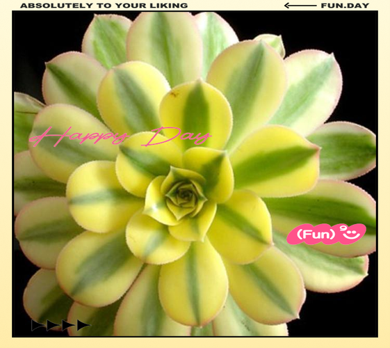 多肉植物爱染锦怎么养-第2张图片-吾爱花网 多肉植物爱染锦怎么养-第2张图片-吾爱花网