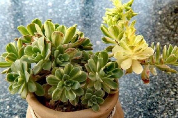 多肉植物爱染锦怎么养-第1张图片-吾爱花网 多肉植物爱染锦怎么养-第1张图片-吾爱花网