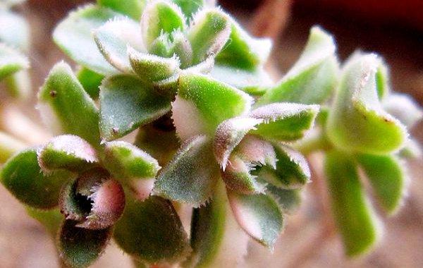 多肉植物爱染锦怎么养-第3张图片-吾爱花网 多肉植物爱染锦怎么养-第3张图片-吾爱花网