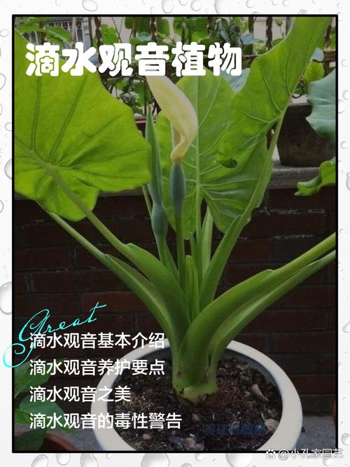 滴水观音能直接水培吗？-第2张图片-吾爱花网