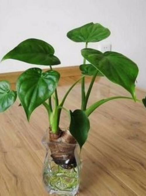 滴水观音能直接水培吗?-第1张图片-吾爱花网 滴水观音能直接水培吗?-第1张图片-吾爱花网
