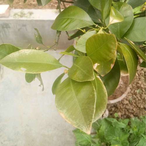 金桔盆栽叶子掉光怎么办？-第1张图片-吾爱花网