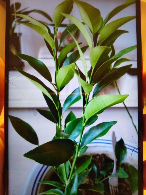 金桔盆栽叶子掉光怎么办？-第3张图片-吾爱花网