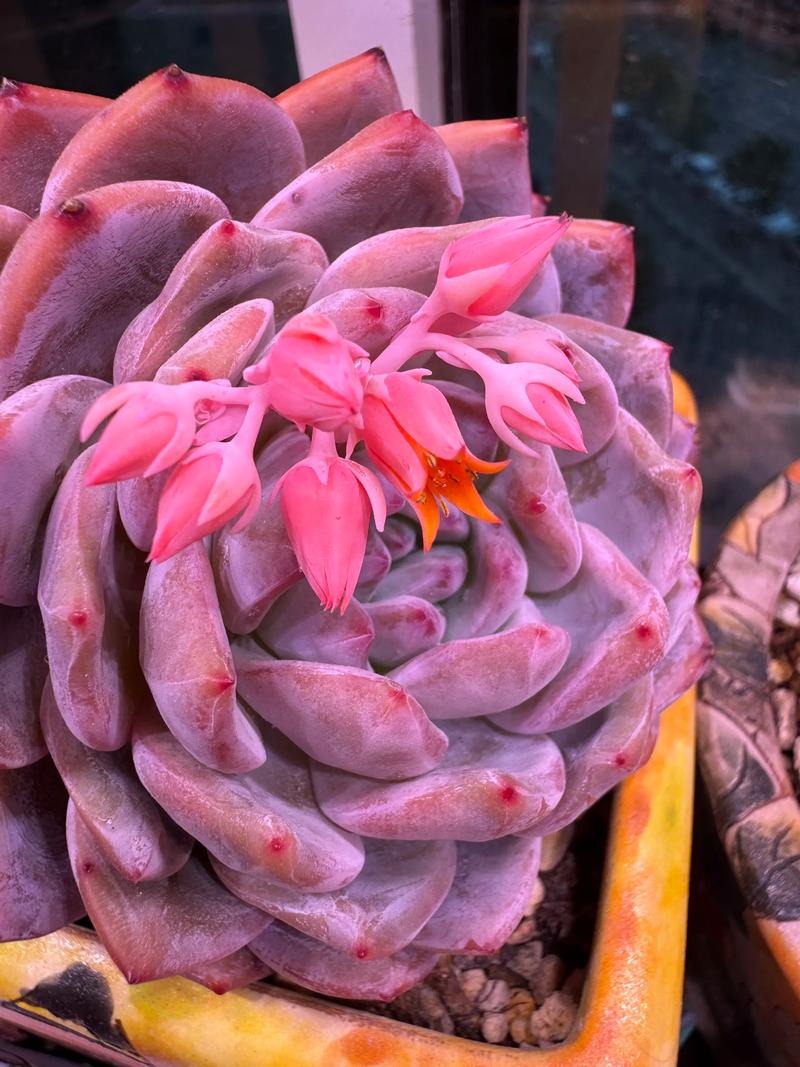 多肉冰灯花剑授粉方法有哪些?-第1张图片-吾爱花网 多肉冰灯花剑授粉方法有哪些?-第1张图片-吾爱花网