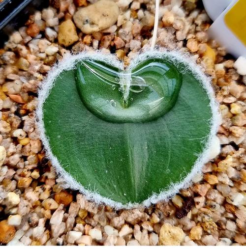 多肉冰灯花剑授粉方法有哪些?-第3张图片-吾爱花网 多肉冰灯花剑授粉方法有哪些?-第3张图片-吾爱花网