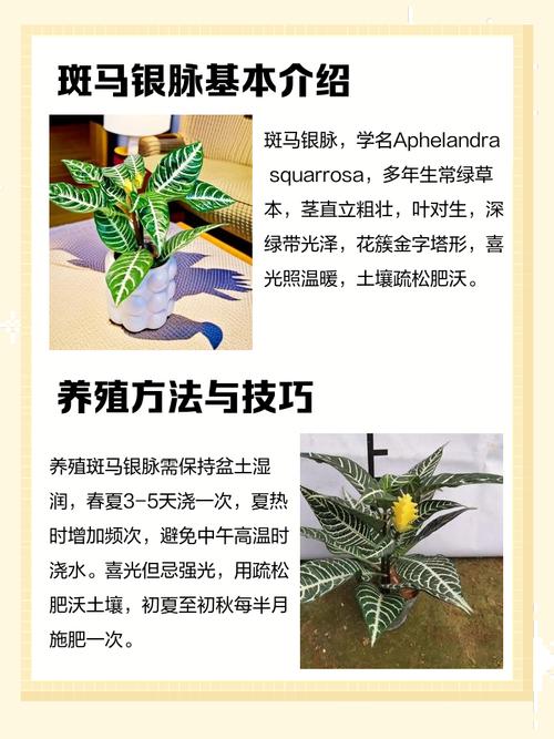 斑马银脉花卉盆栽怎么养？-第1张图片-吾爱花网