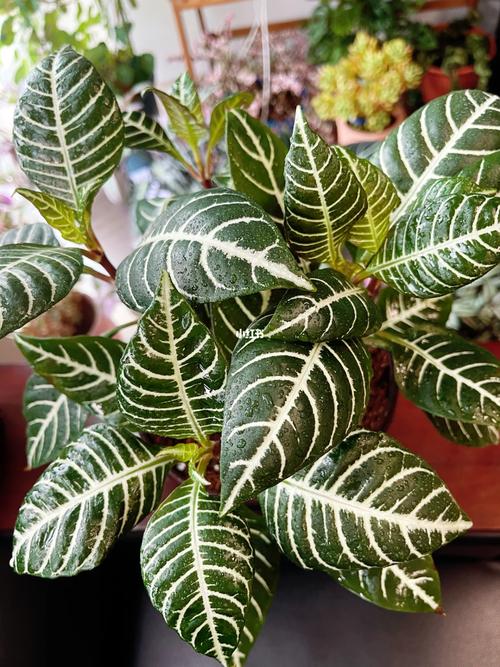 斑马银脉花卉盆栽怎么养？-第3张图片-吾爱花网