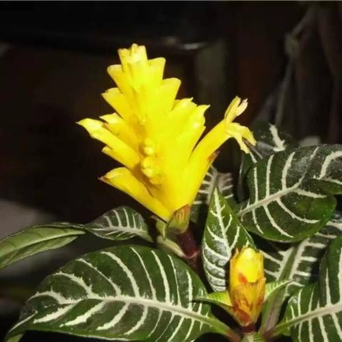 斑马银脉花卉盆栽怎么养？-第2张图片-吾爱花网