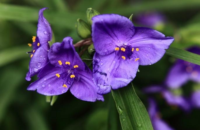 紫色富贵竹水培几根最吉祥？-第1张图片-吾爱花网