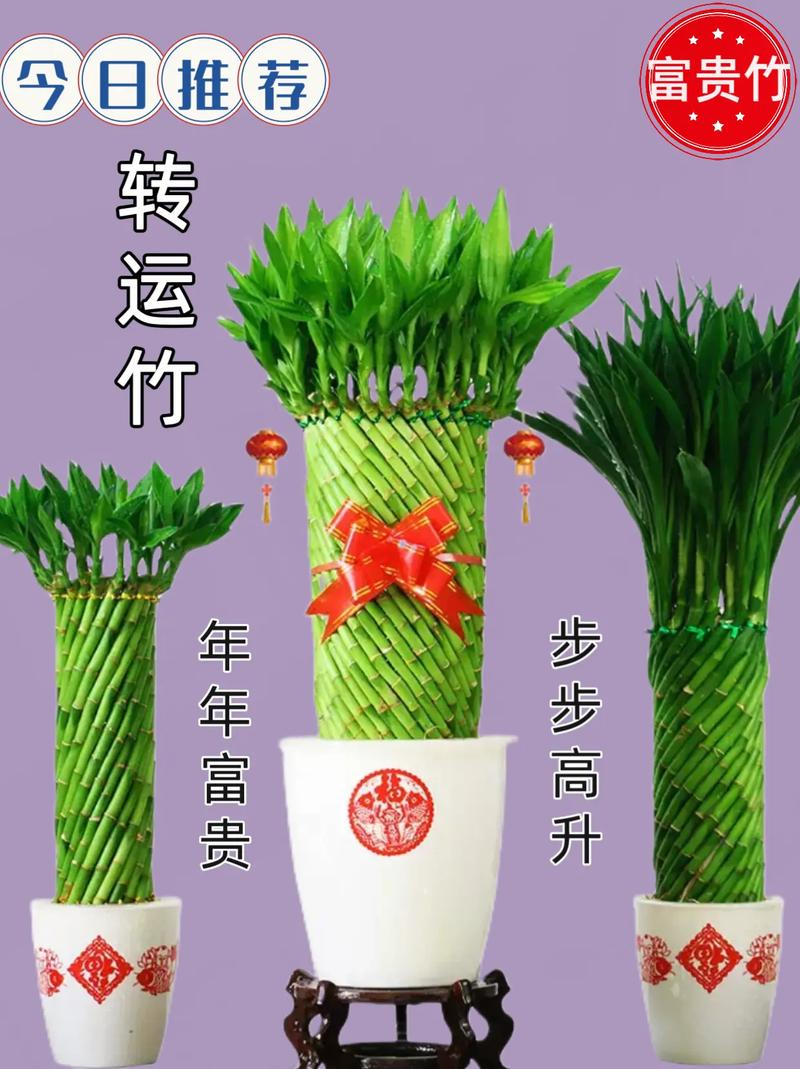 紫色富贵竹水培几根最吉祥？-第2张图片-吾爱花网