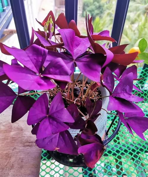 紫色富贵竹水培几根最吉祥？-第3张图片-吾爱花网