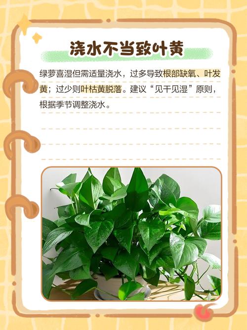 水培绿萝叶子发黄怎么办？-第2张图片-吾爱花网