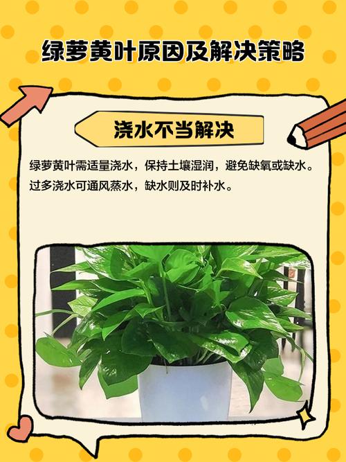 水培绿萝叶子发黄怎么办？-第3张图片-吾爱花网