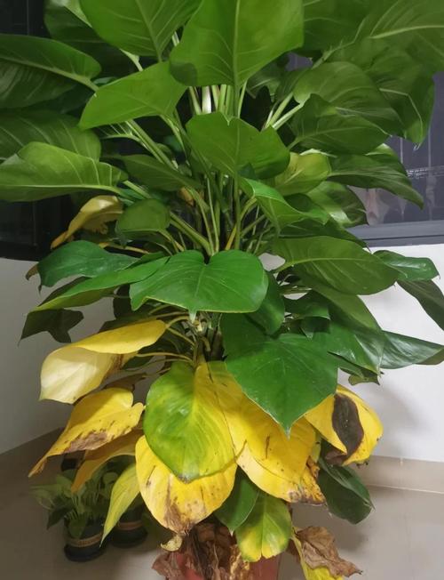 水培绿萝叶子发黄怎么办？-第1张图片-吾爱花网