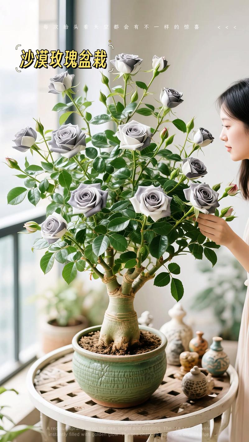 盆栽玫瑰适合放哪里养-第3张图片-吾爱花网