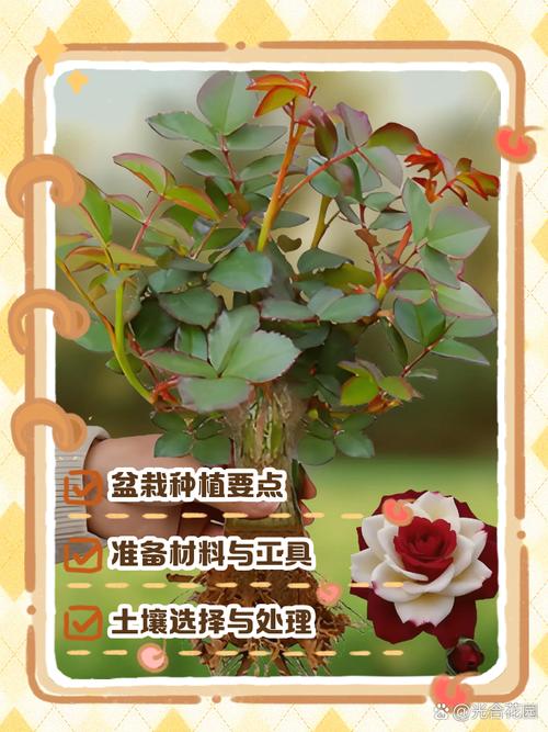 盆栽玫瑰适合放哪里养-第1张图片-吾爱花网