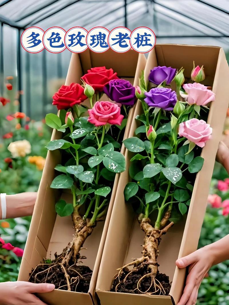 盆栽玫瑰适合放哪里养-第2张图片-吾爱花网