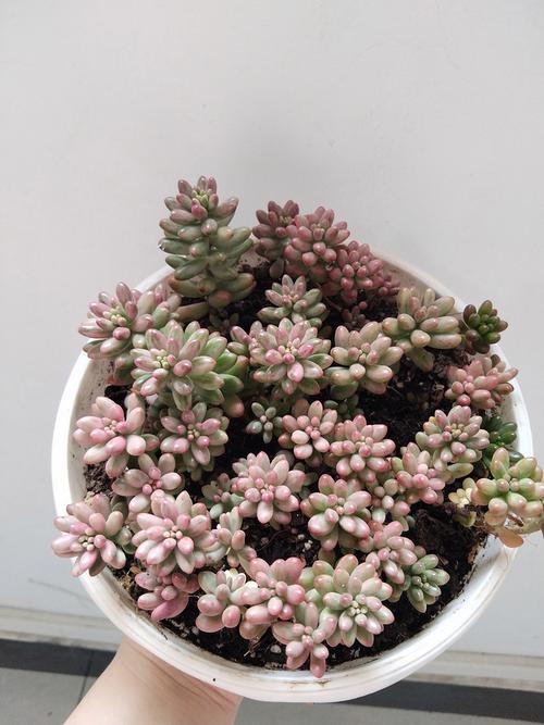 虹之玉多肉有毒吗？-第1张图片-吾爱花网