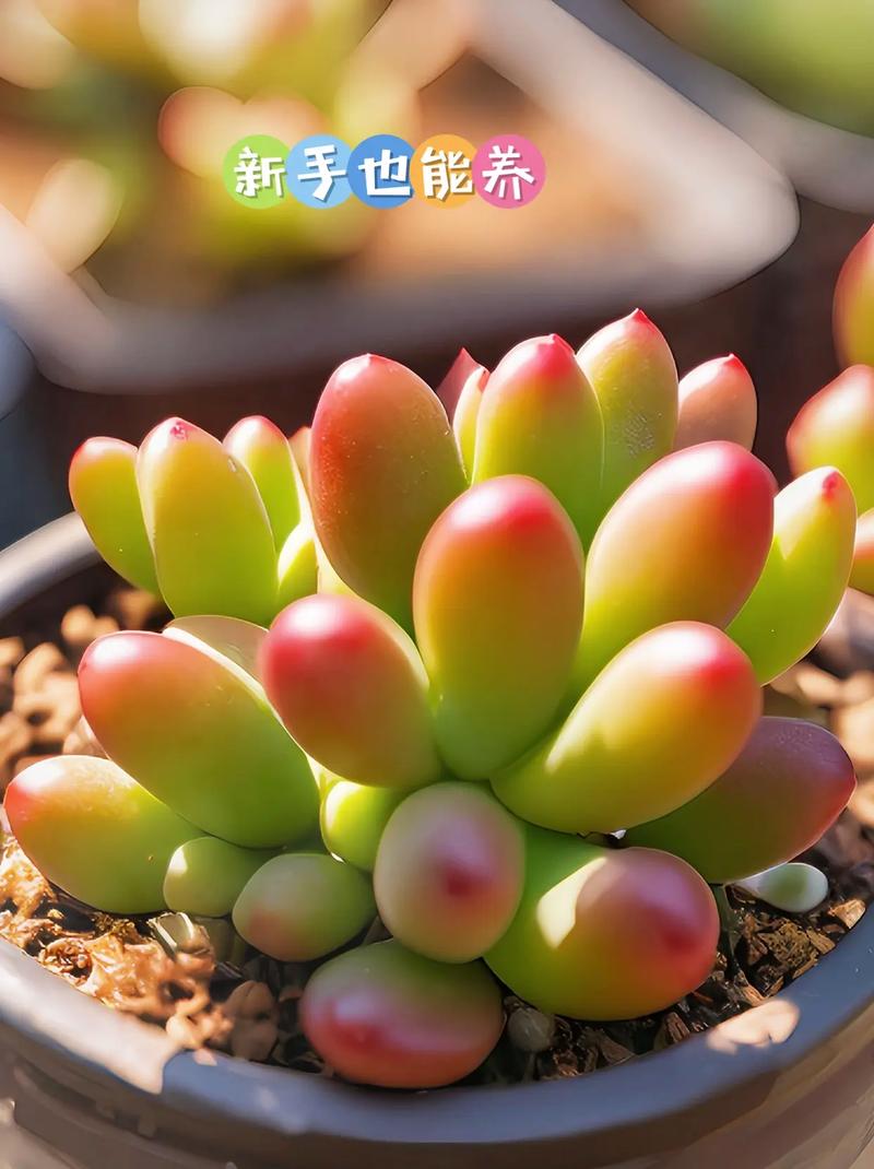 虹之玉多肉有毒吗？-第2张图片-吾爱花网