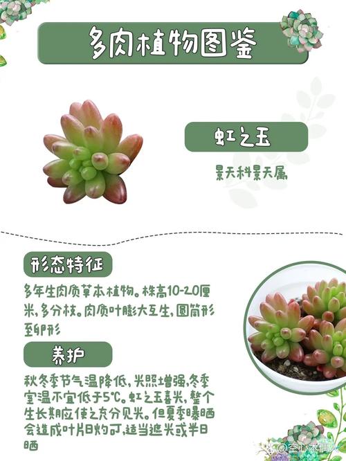虹之玉多肉有毒吗？-第3张图片-吾爱花网