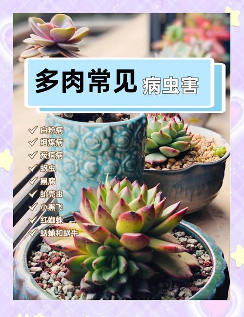 室内养多肉易生虫害吗？-第1张图片-吾爱花网
