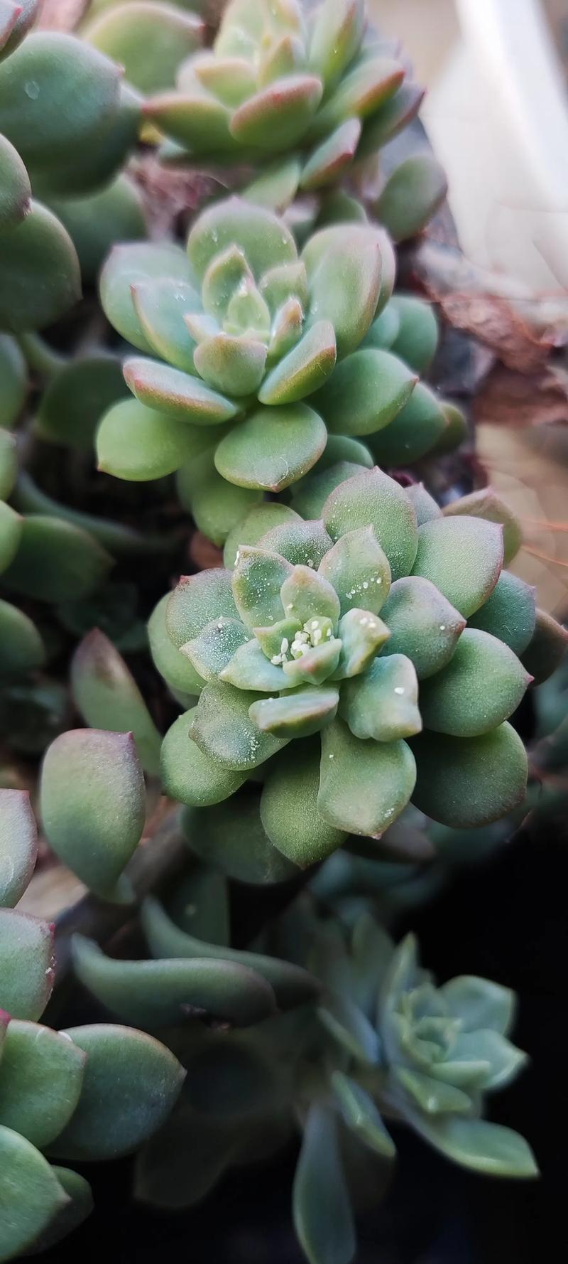 室内养多肉易生虫害吗？-第2张图片-吾爱花网