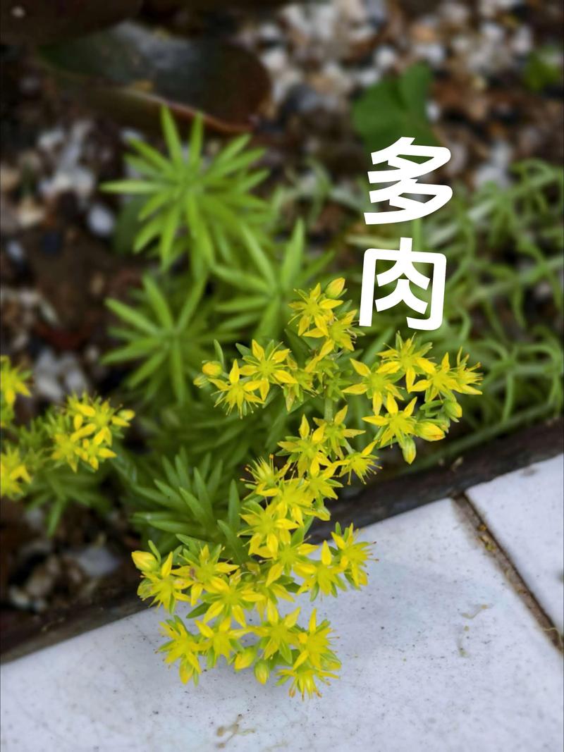 多肉开花是惊喜还是消耗？-第2张图片-吾爱花网